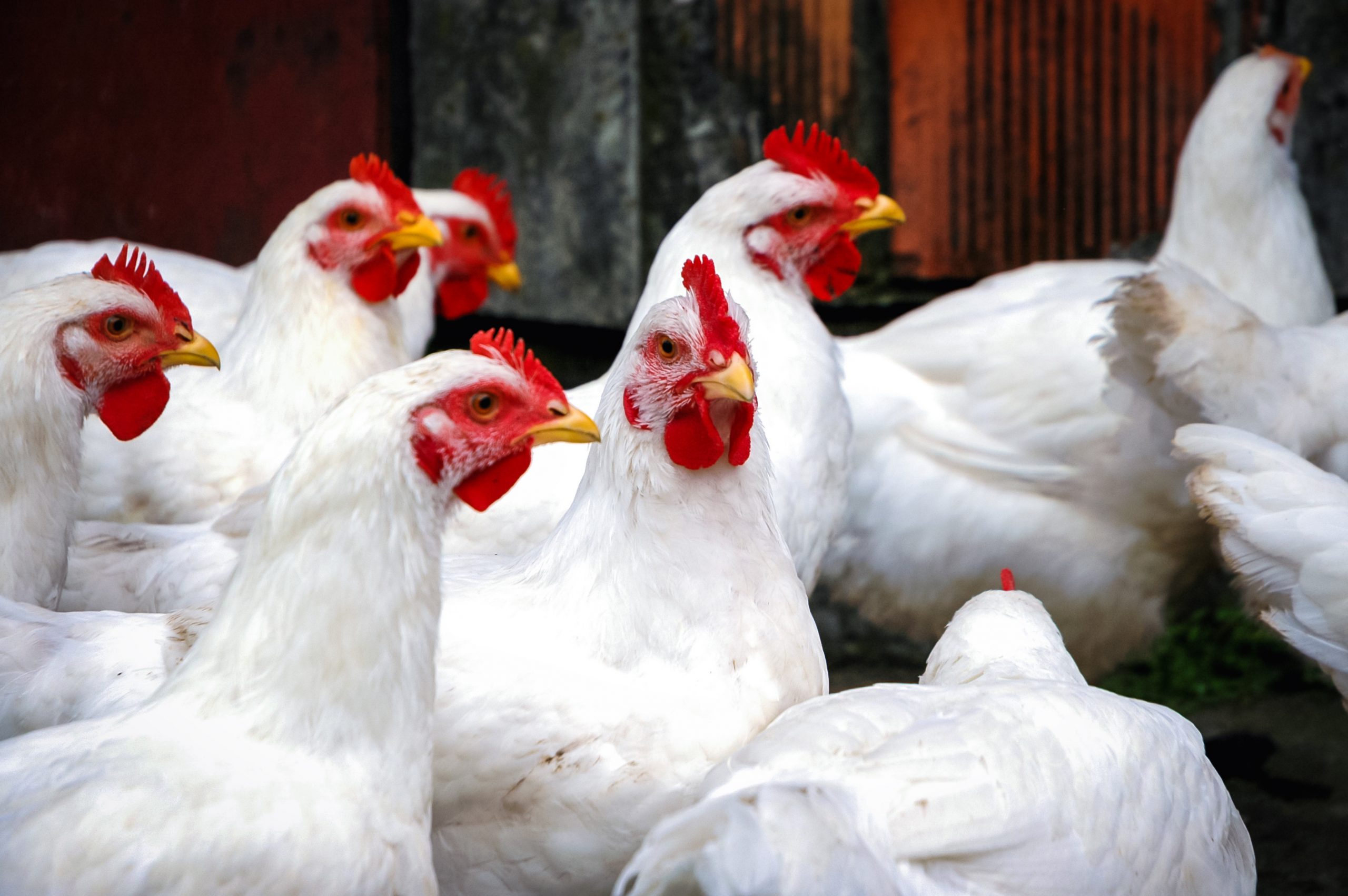 hubers landhendl - wintergarten huhn - symbolfoto